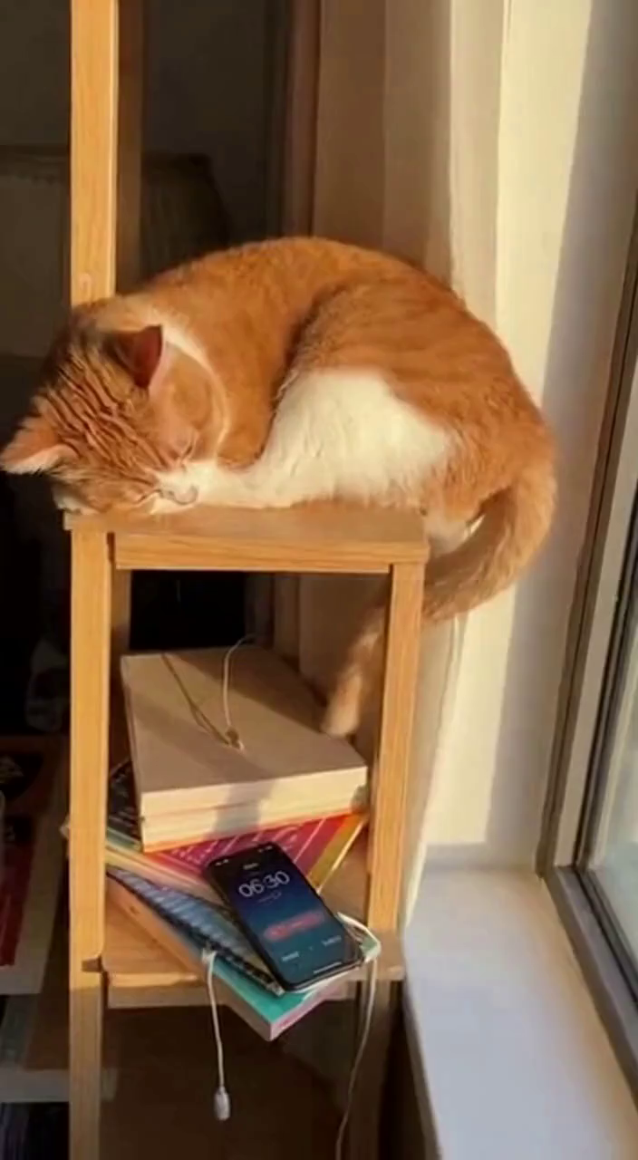 奶茶猫咪的周一暴击