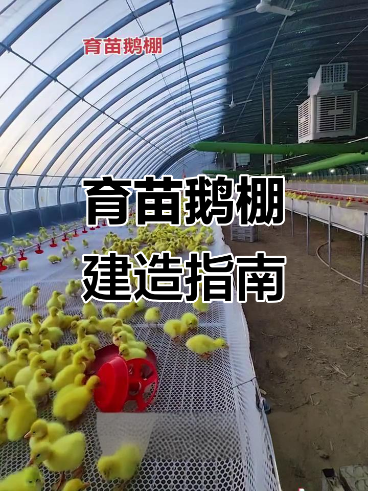 育苗鹅棚搭建技巧,大棚管厂家分享养殖经验