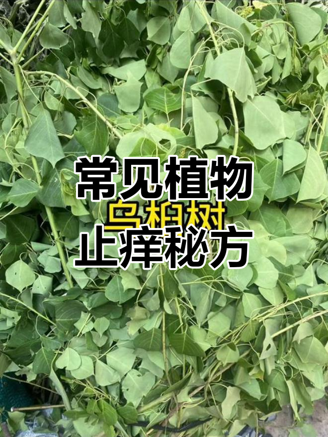 夏季必备!这些植物帮你解决皮肤问题,止痒又有效