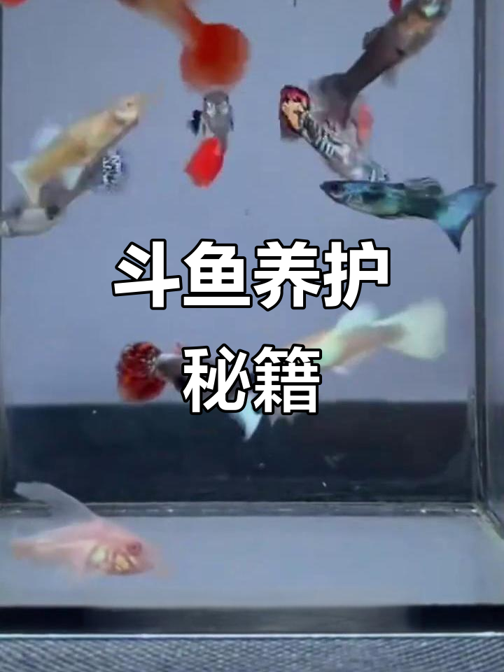 斗鱼养护全攻略:水质、温度、饲料与单独饲养要点