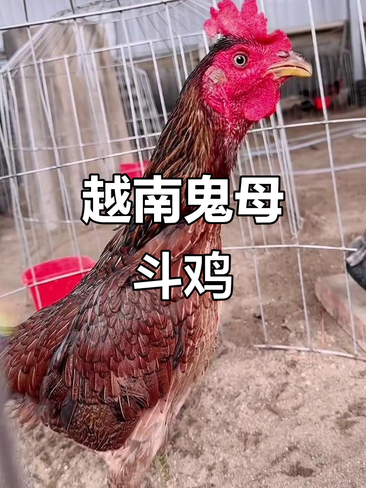 越南鬼母斗鸡大比拼，精彩瞬间不容错过