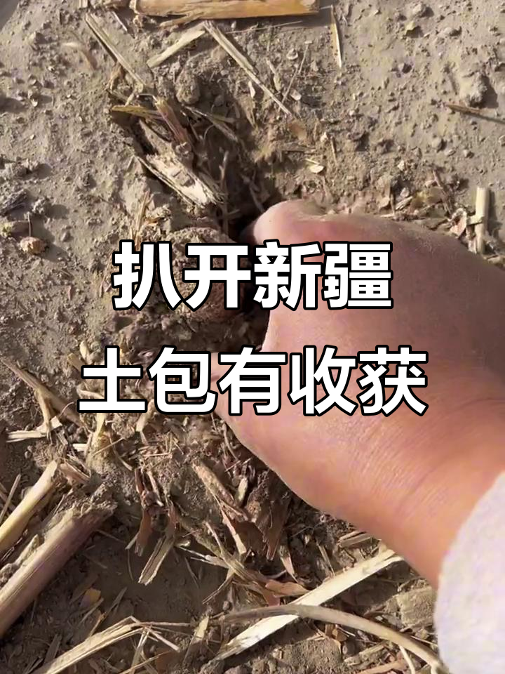 新疆沙漠中的惊喜,扒开土包发现鸡腿菇!