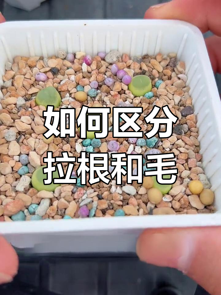 拉登肉锥与毛汉尼的区别解析