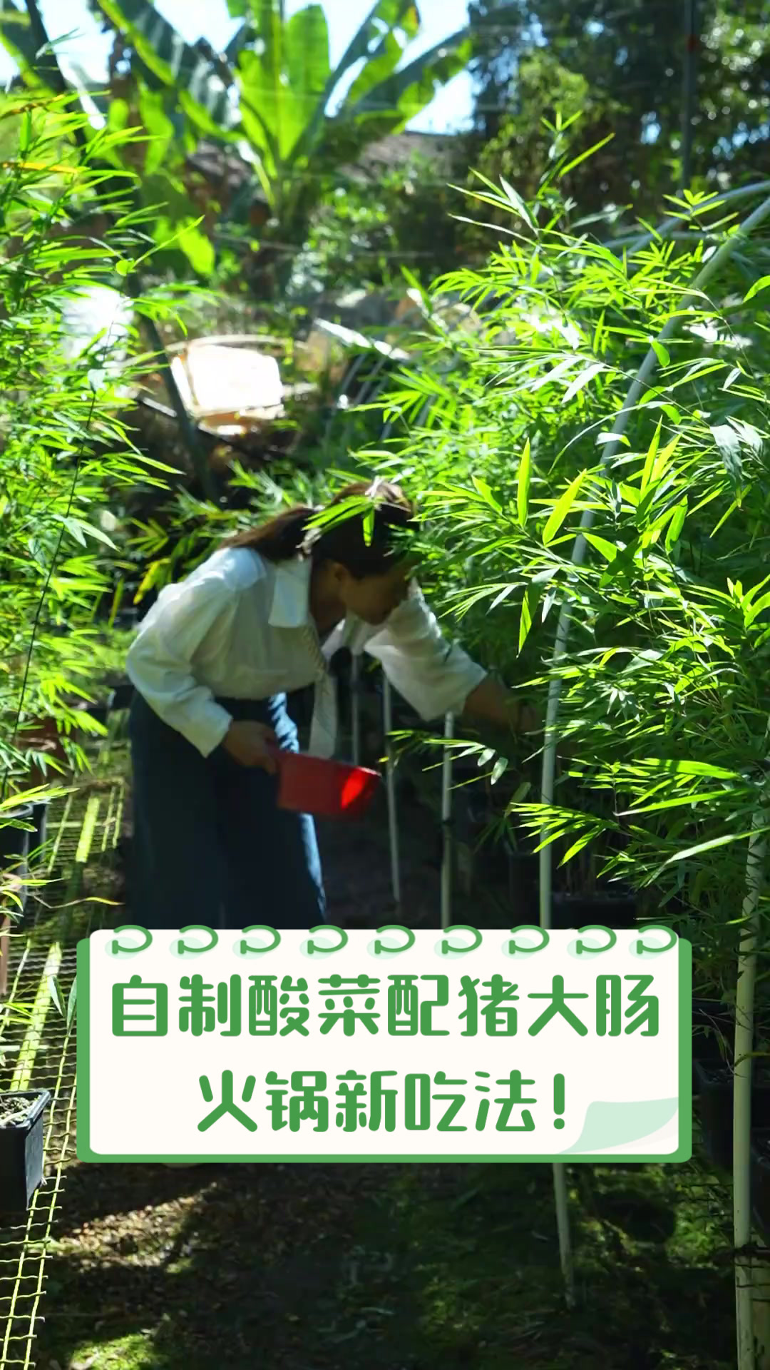 自制酸菜配猪大肠,火锅新吃法!