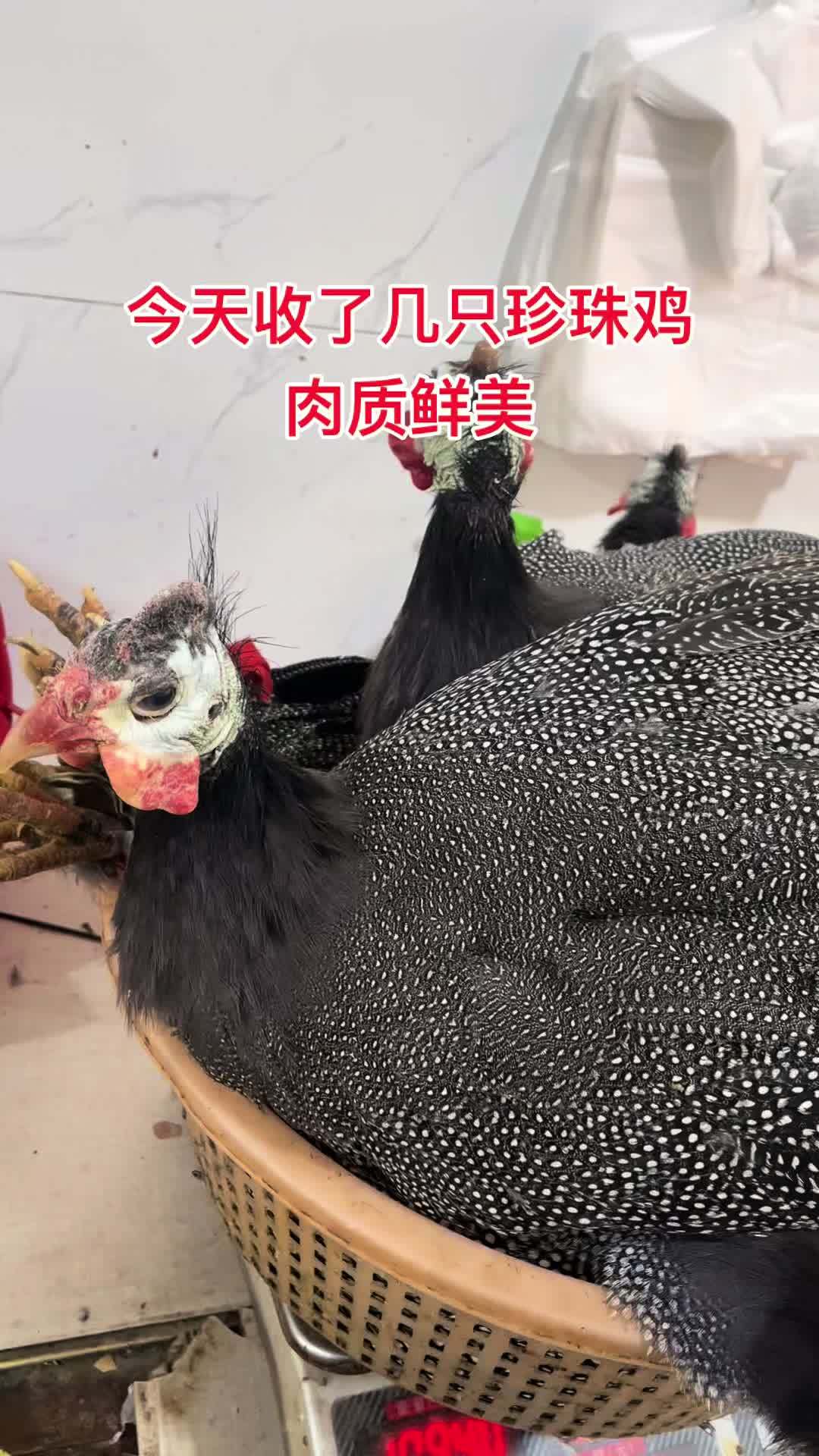 今天有几只珍珠鸡肉质鲜美需要的可以预定 生态散养 珍珠鸡 正宗土鸡 江苏盐城