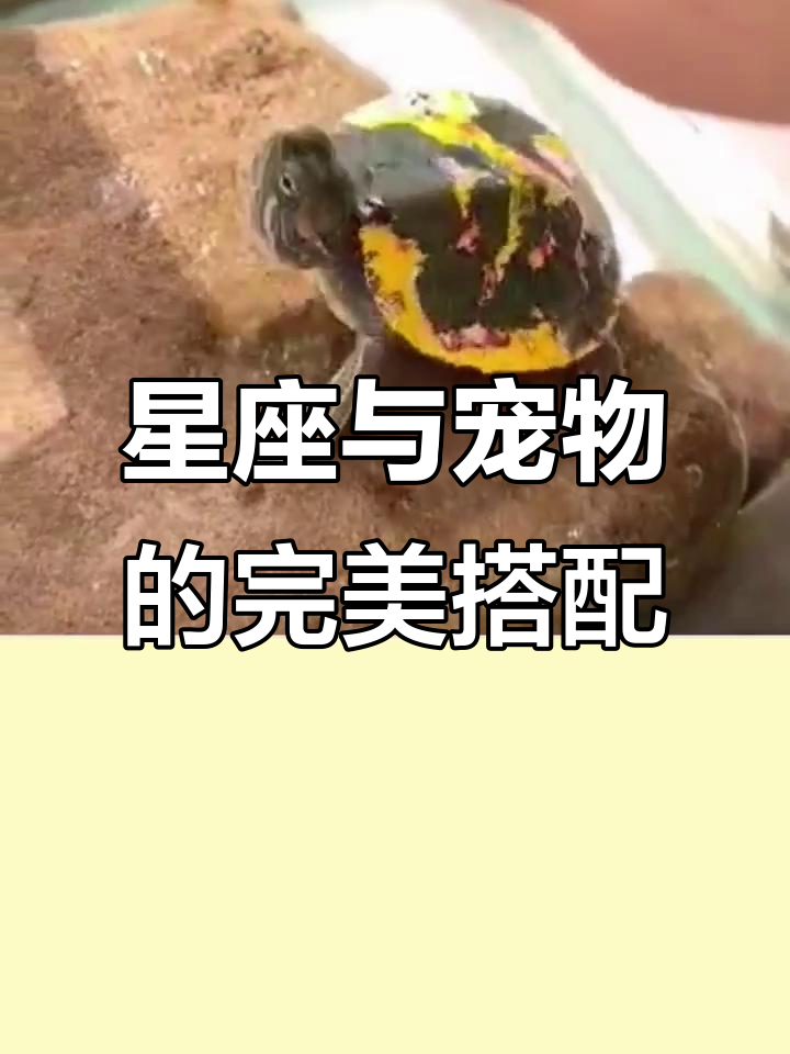 十二星座最适合养的宠物大揭秘,看看你是哪种小动物的最佳主人