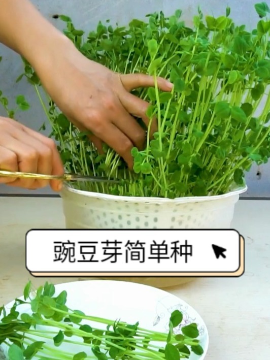 简单种植豌豆芽,自己种干净卫生