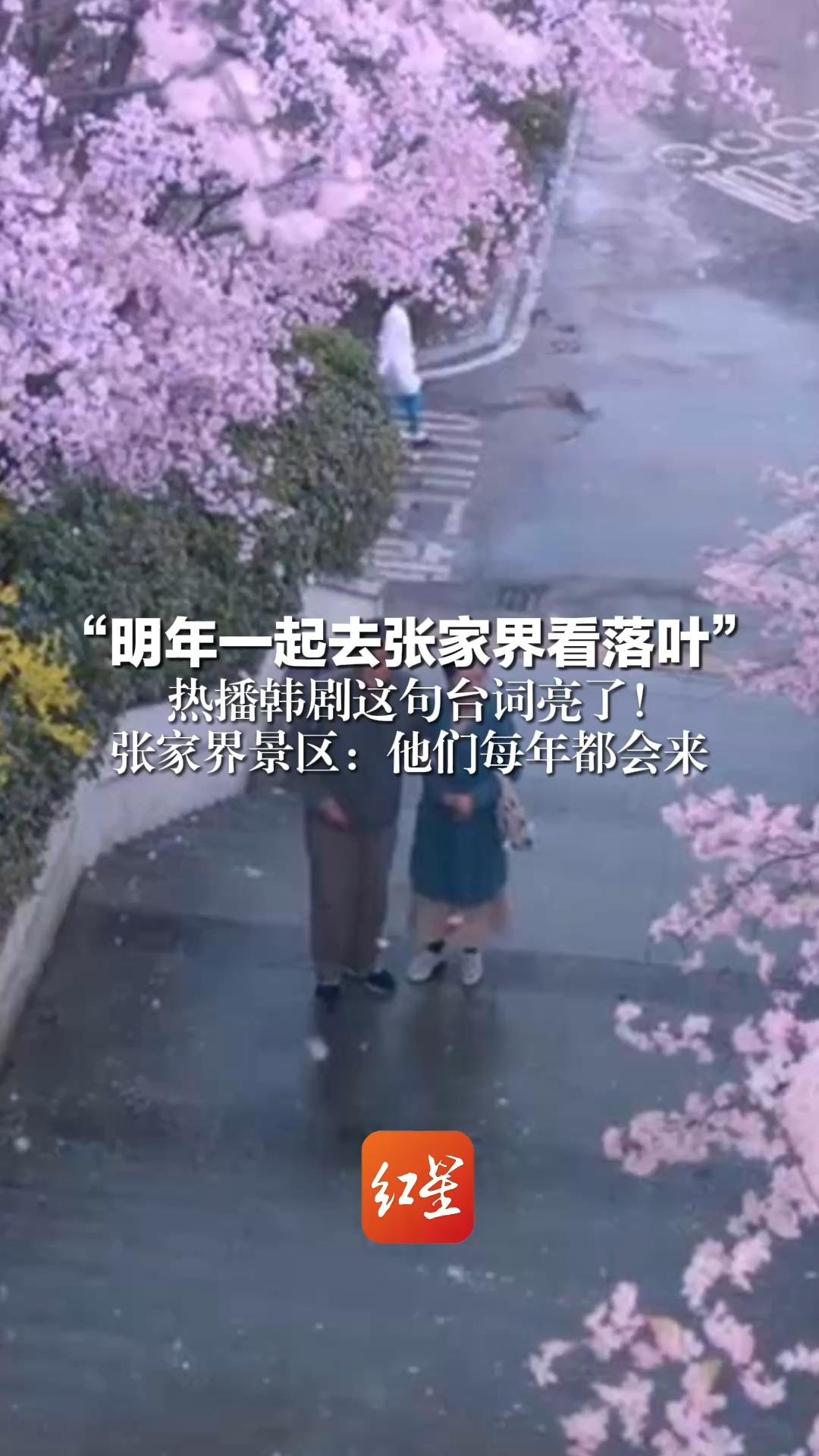 “明年一起去张家界看落叶” 热播韩剧这句台词亮了!张家界景区:他们每年都会来