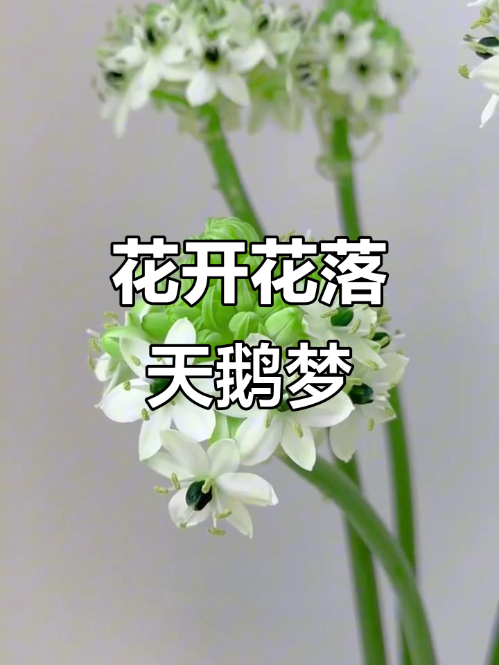 天鹅绒花从丑小鸭到美丽绽放，过程惊艳！