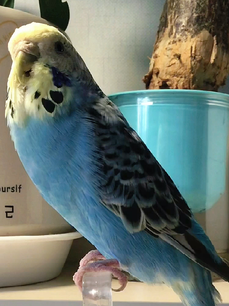 母虎皮鹦鹉的叫声2