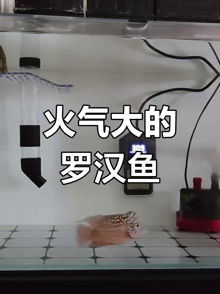 罗汉鱼与龟混养,脾气暴躁不停啄咬
