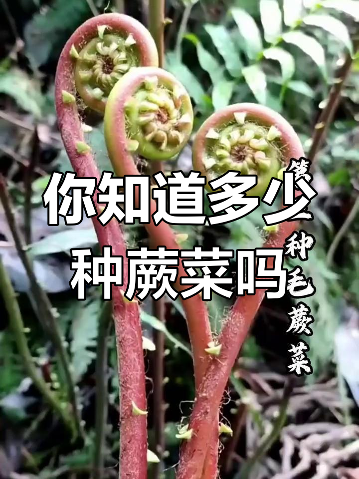 蕨菜品种大揭秘,你家乡叫它什么?