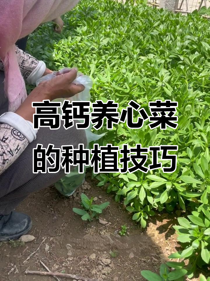 夏季种高钙养心菜,阳台花盆就能搞定