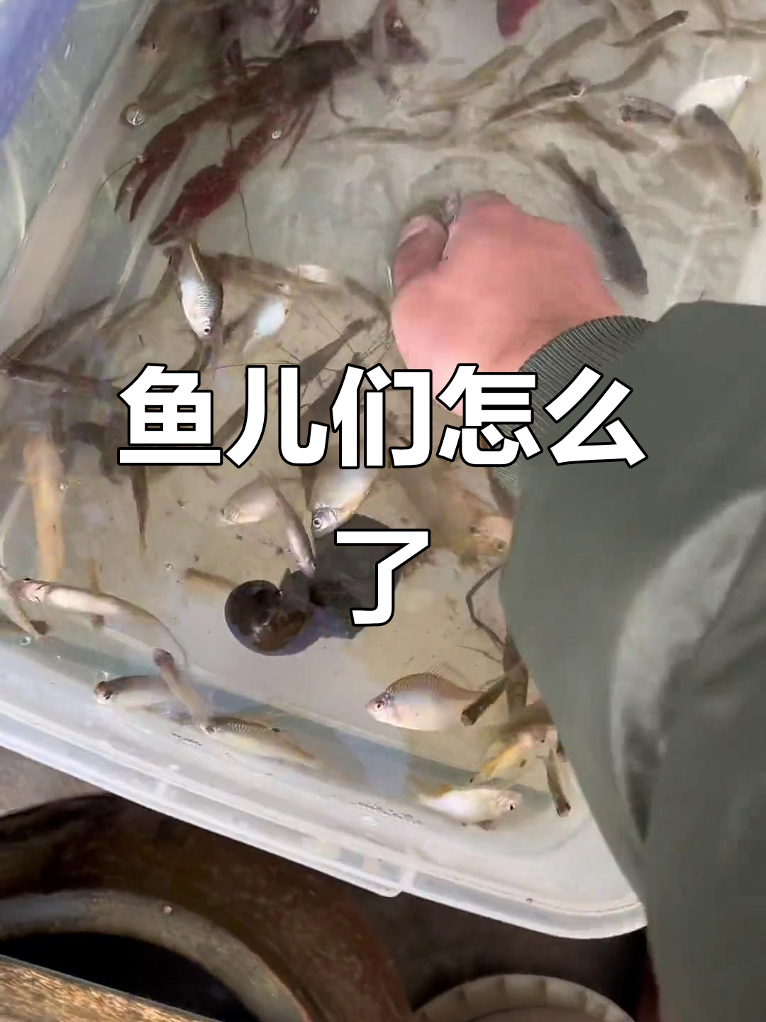 鱼缸里的鱼儿突然都躺下了，难道是集体领盒饭了？