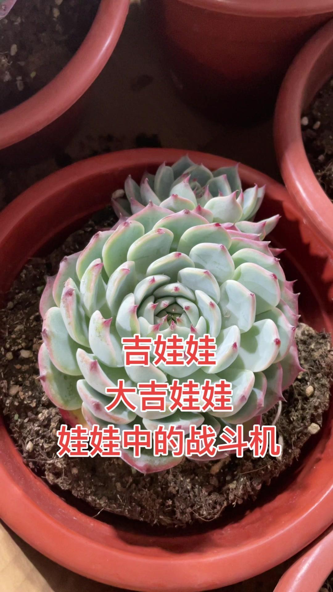 喜欢老桩不？吉娃娃母本！娃娃中的战斗机，今晚咱们盘它！多肉植物 多肉直播 肉肉的世界 花卉