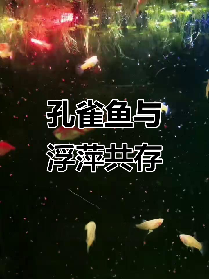 孔雀鱼缸里种浮萍,打造生态循环系统