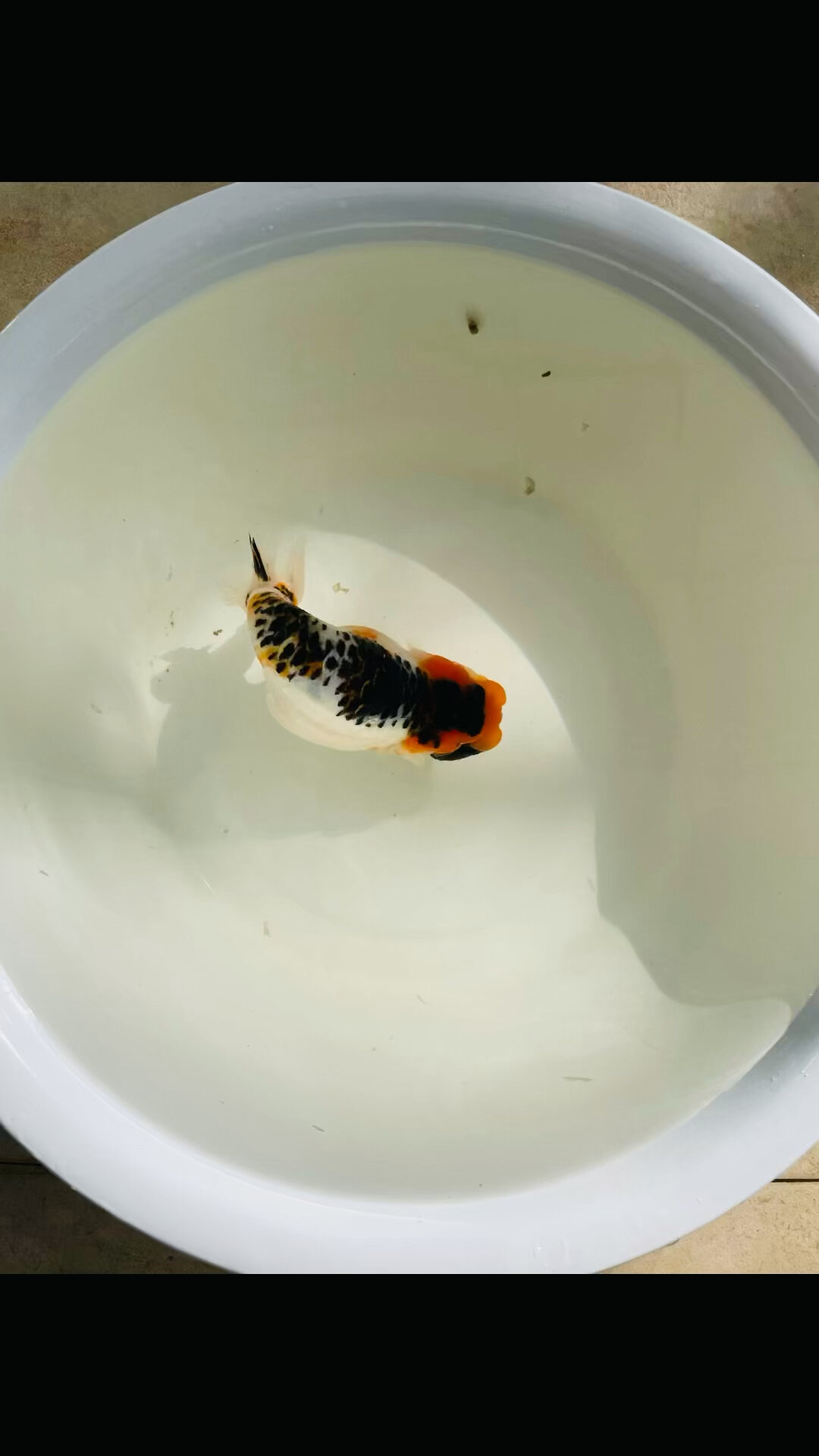 特色麒麟兰寿金鱼