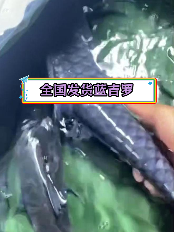 云南野生蓝吉罗鱼,顺丰包邮活鲜