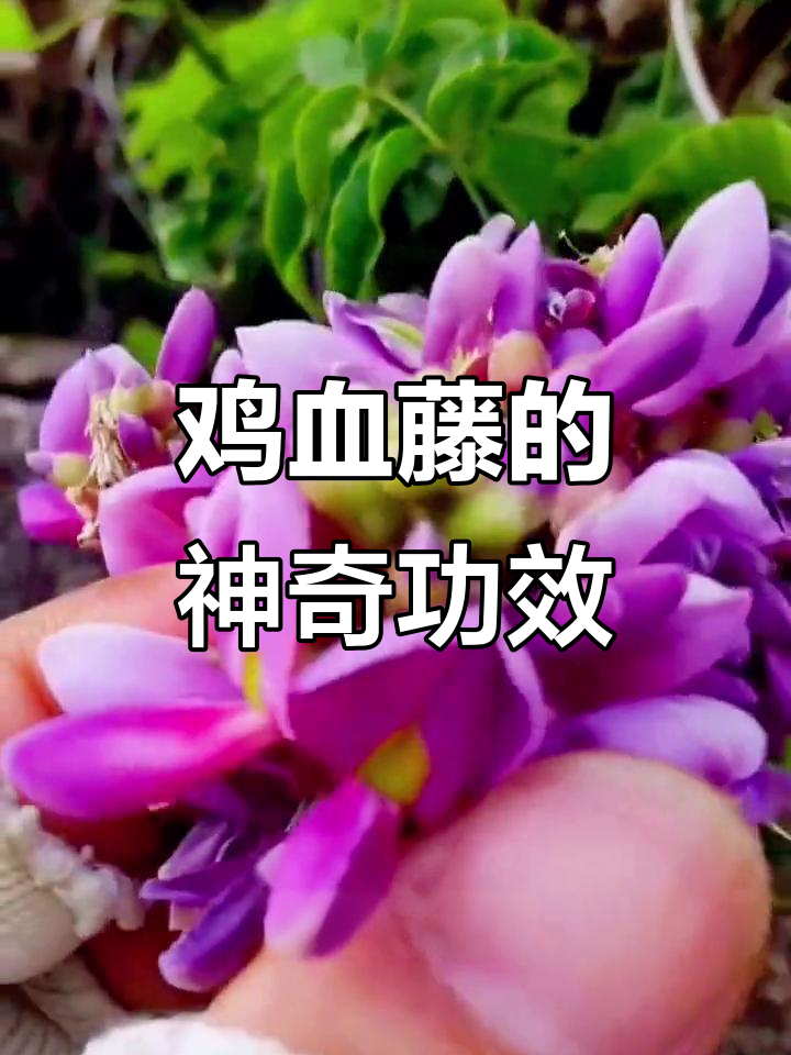 鸡血藤煮水,鸡蛋同食,效果惊人!