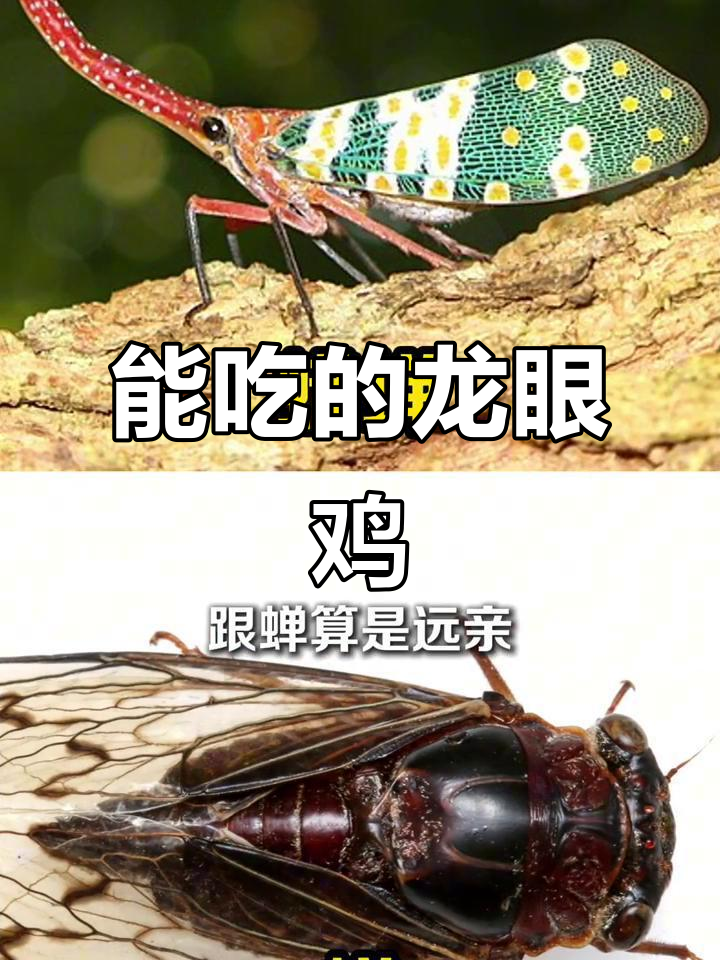 龙眼鸡：能吃但有毒吗？民间两种常见吃法揭秘