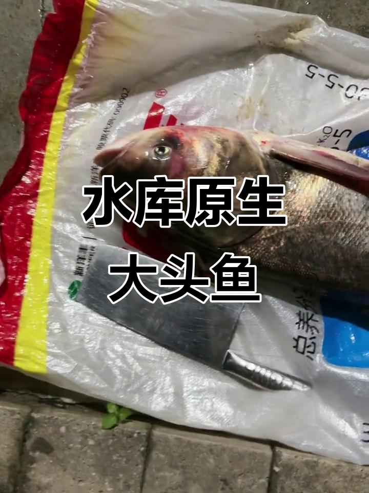 水库大头鱼原生态捕捞,惊险刺激!