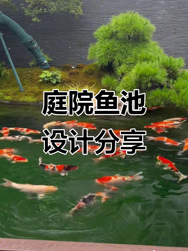 鱼池效果揭秘,打造自然山水景观