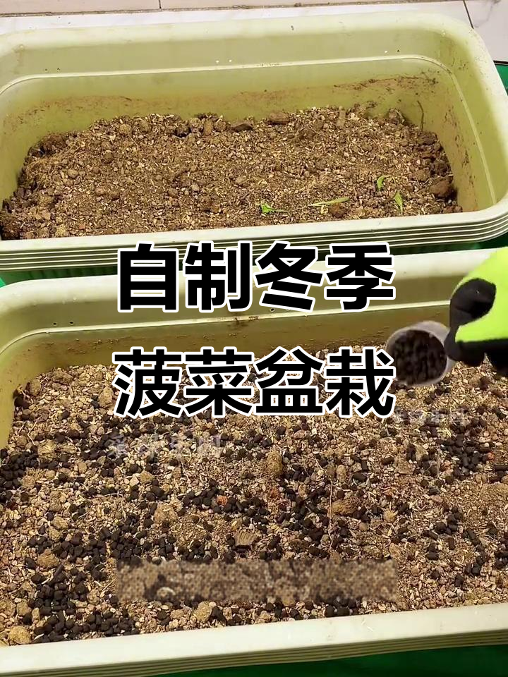 秋冬火锅必备菠菜盆栽种植技巧,轻松上手