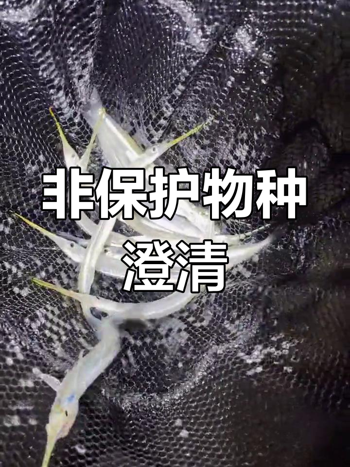 淡水针鱼非国宝,抄网捞与新能源无关