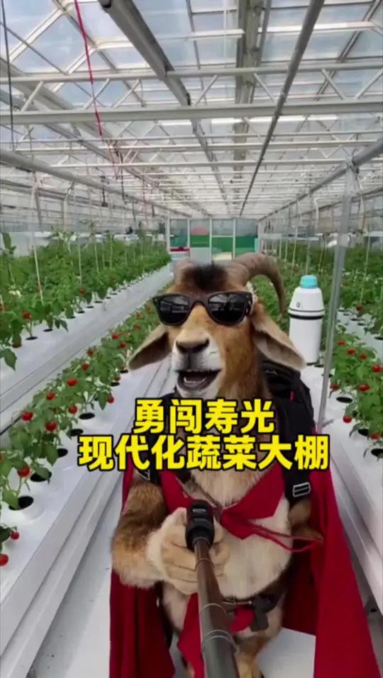 勇闯寿光蔬菜大棚，看看寿光的蔬菜大棚到底怎么样