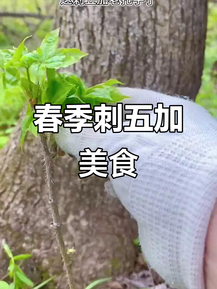 春天吃野菜,刺五加嫩绿美味,原生态绿色食品来袭