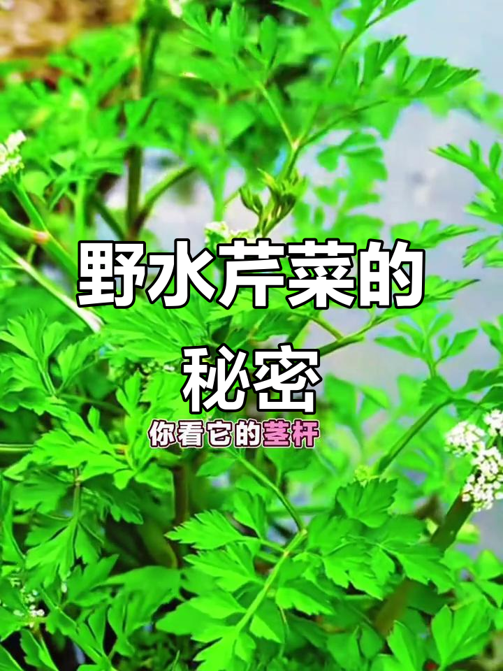水芹菜:一种生长在水边的独特美味,你尝过吗?