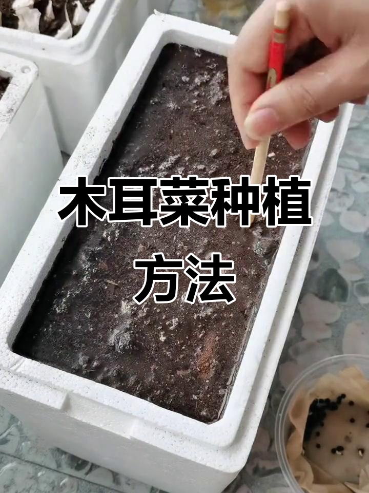 木耳菜种植技巧:从泡沫箱到发芽全过程