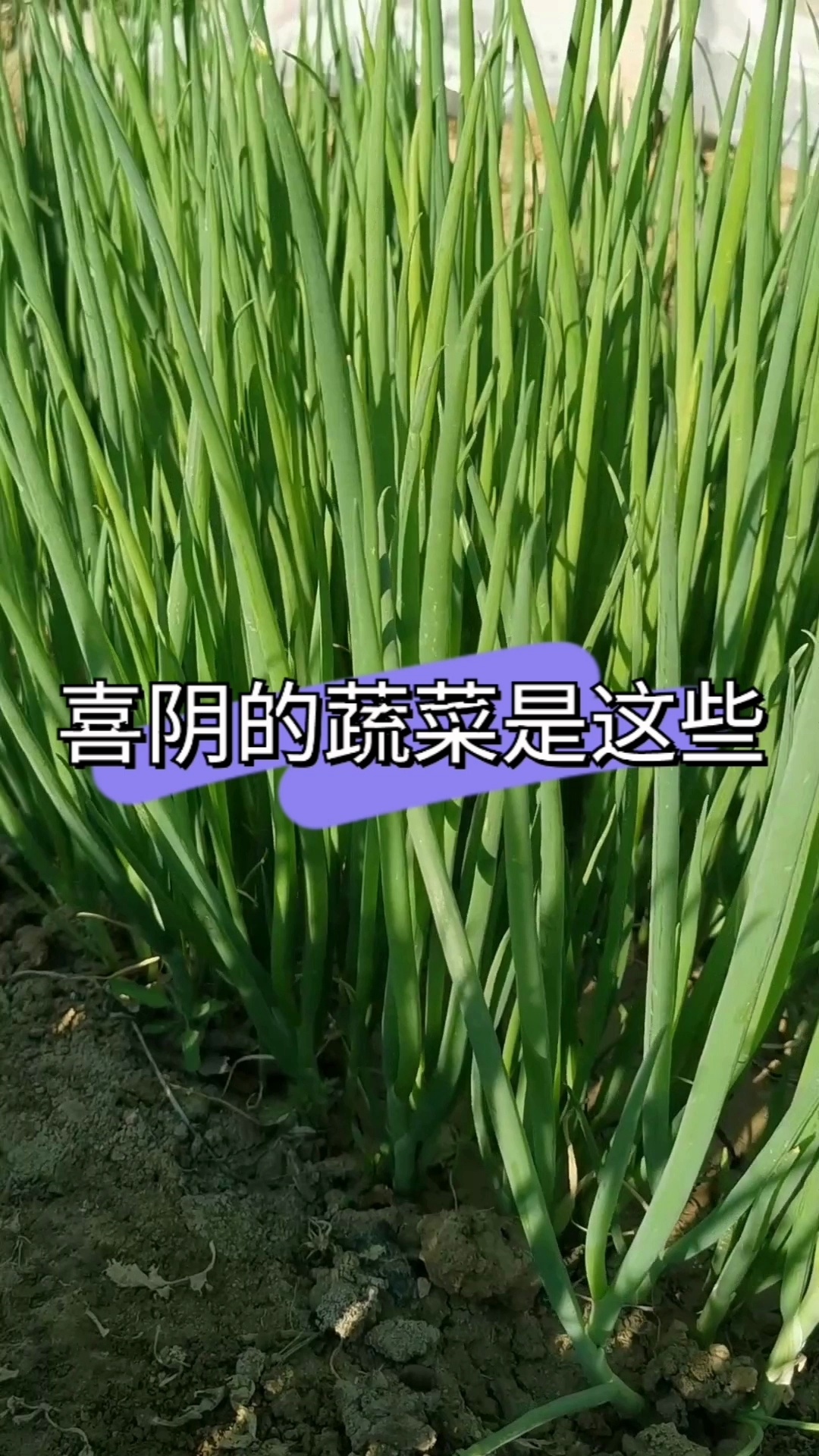 如果光照不好,您种这些蔬菜