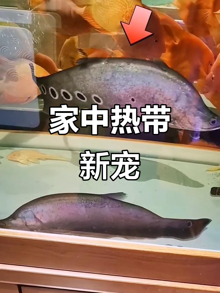 七星刀鱼，耐养易混搭，夜间活跃，适合家庭观赏