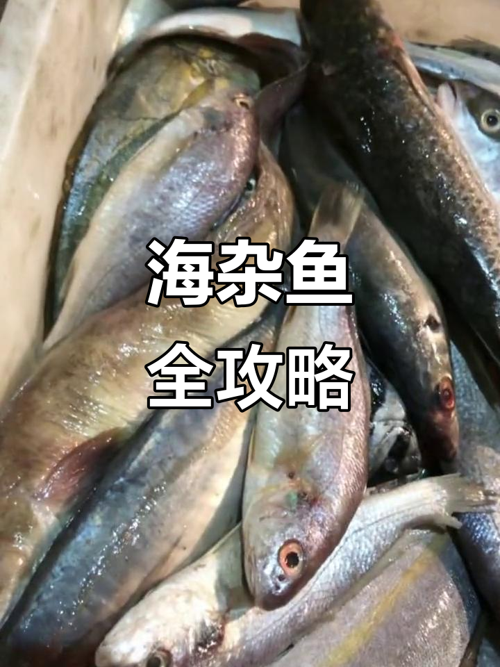 新鲜海杂鱼大集合,各种海鲜一网打尽