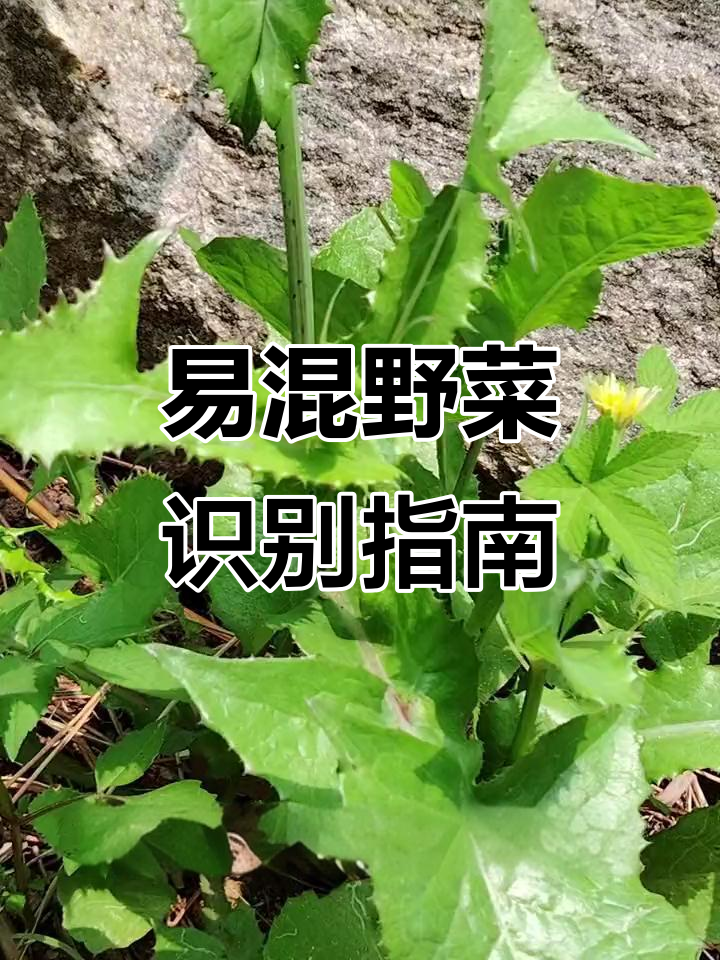 8种常见易混淆野菜,教你如何辨别