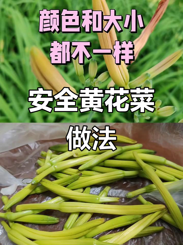 黄花菜炒木耳五花肉，口感鲜美又安全