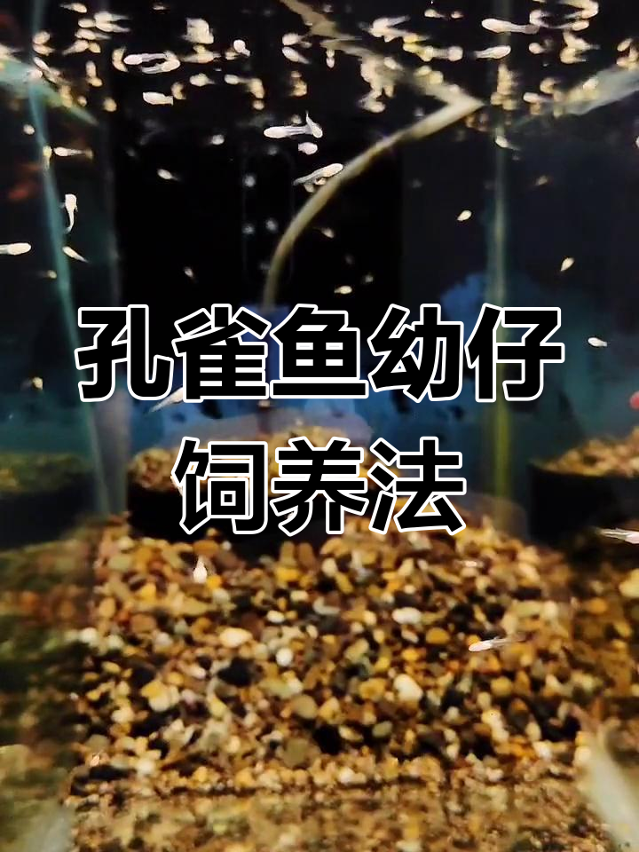 孔雀鱼幼崽喂养全攻略:吃什么、怎么喂?