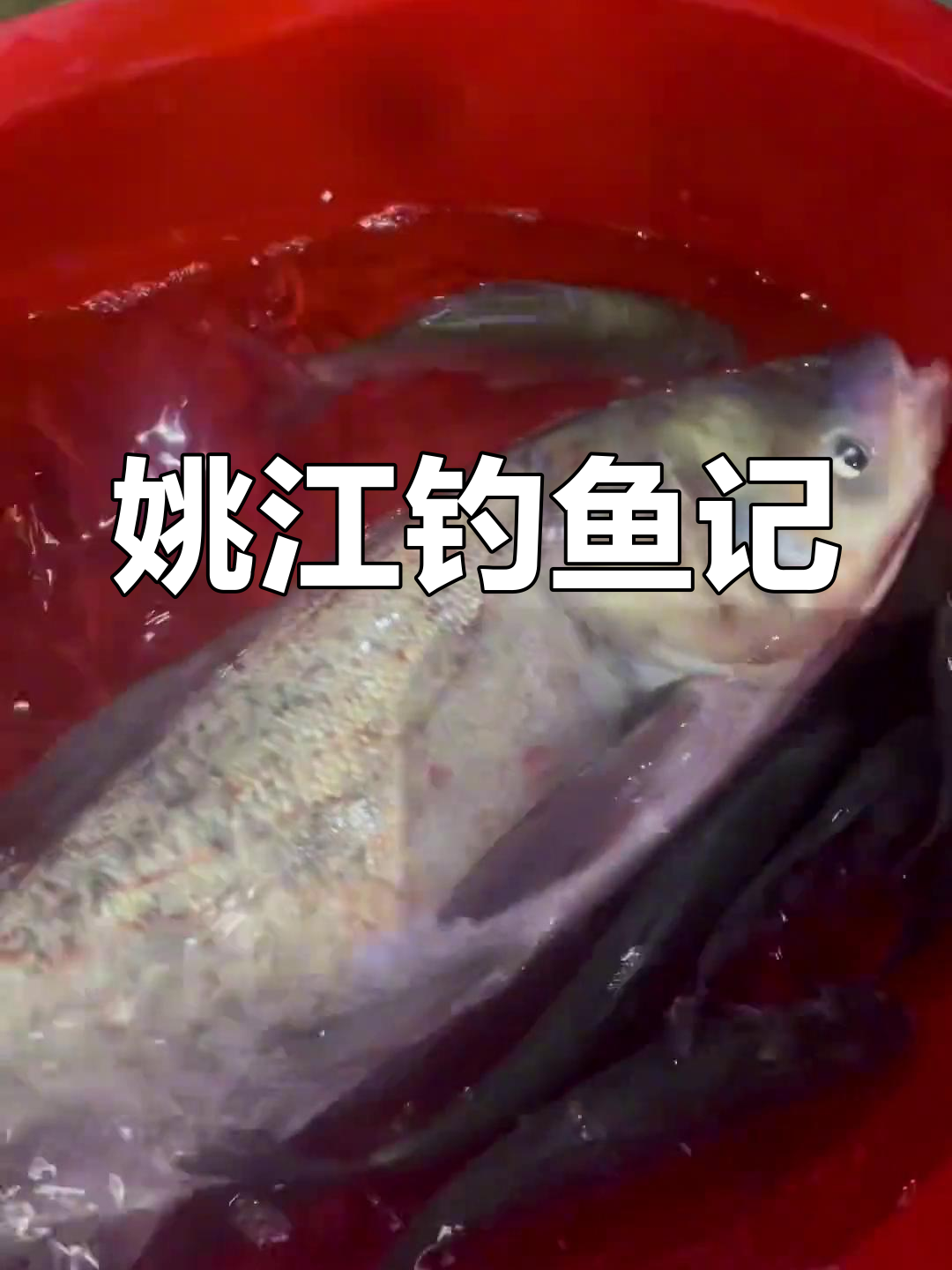 姚江大胖头鱼捕捞实拍,渔民夜钓忙