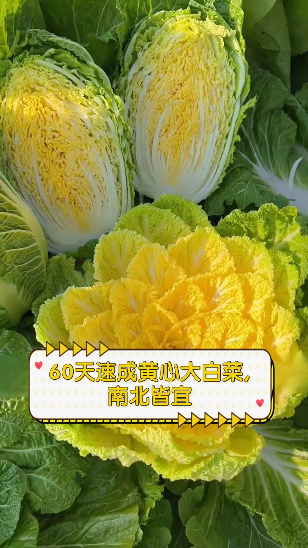 60天速成黄心大白菜,南北皆宜