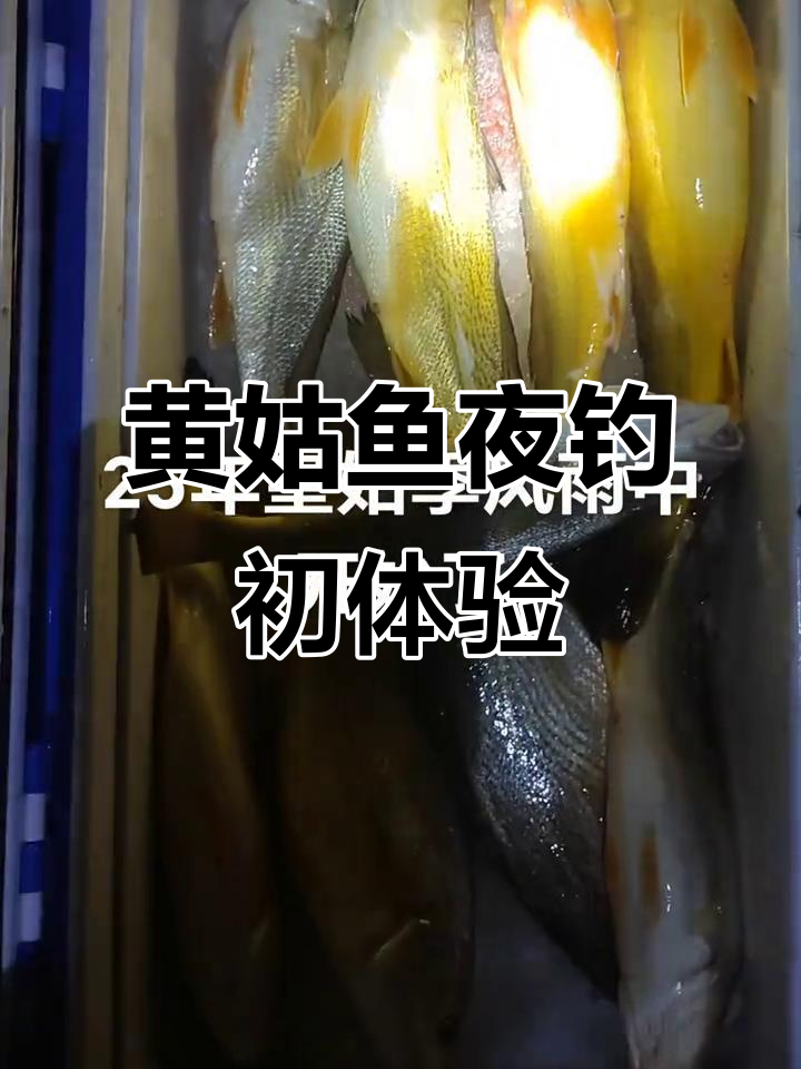 青岛黄姑鱼夜钓,九号到十号的收获与挑战
