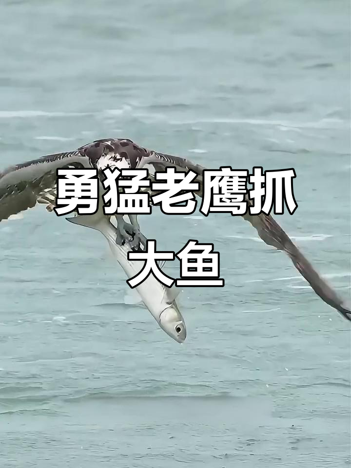 老鹰捕鱼惊险瞬间,拼尽全力搏斗大鱼