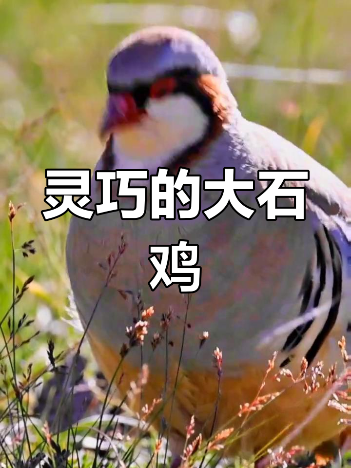 大石鸡:灵活的胖鸟