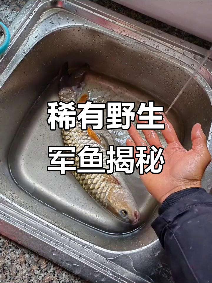 野生军鱼:一种珍稀的淡水鱼类,探秘其生存环境与特点