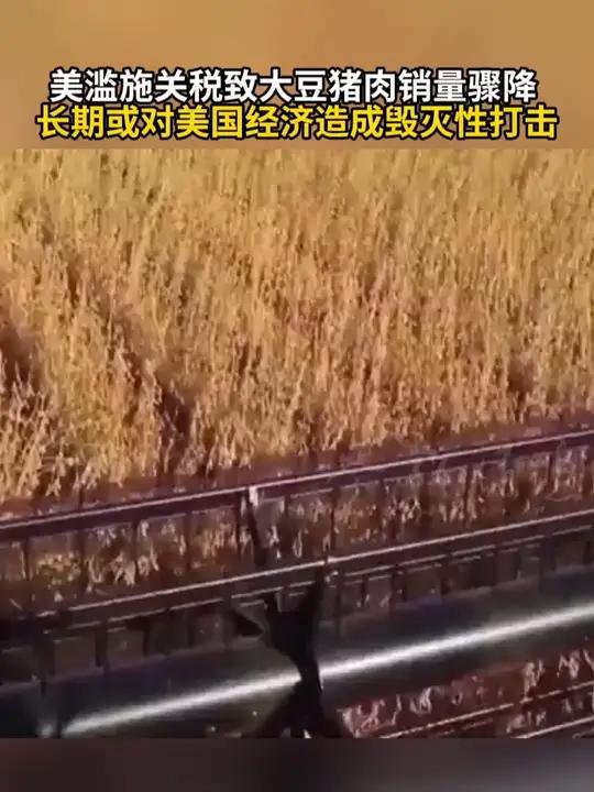 美滥施关税致大豆猪肉销量骤降 长期或对美国经济造成毁灭性打击