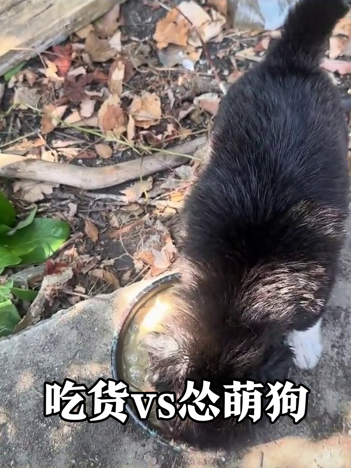小黑狗狂干饭,小白狗怂萌围观,太可爱了!