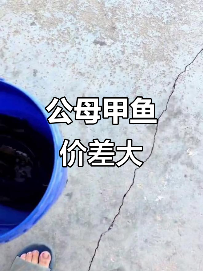 甲鱼公母难辨,价格差异竟然这么大!