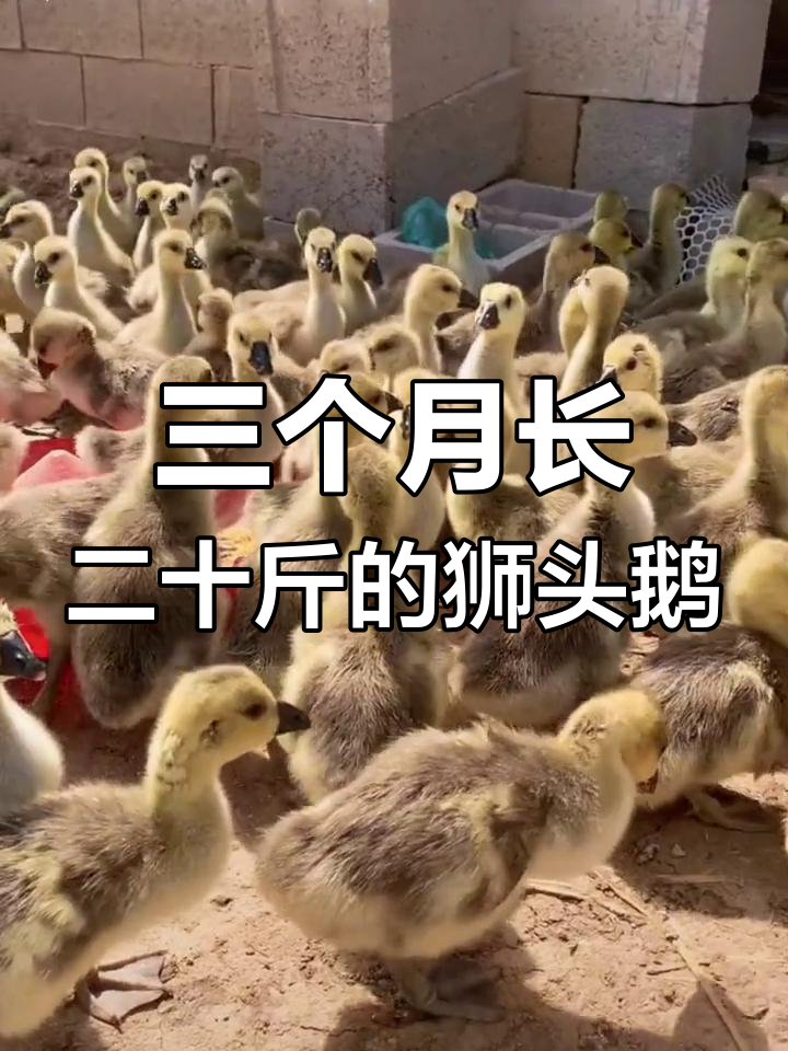 纯种狮头鹅苗,三个月可出栏,全国各地均可饲养