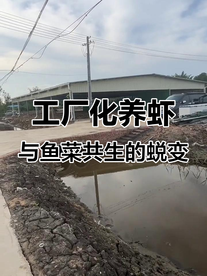 鱼菜共生系统建设进展:从废弃土地到生态农场