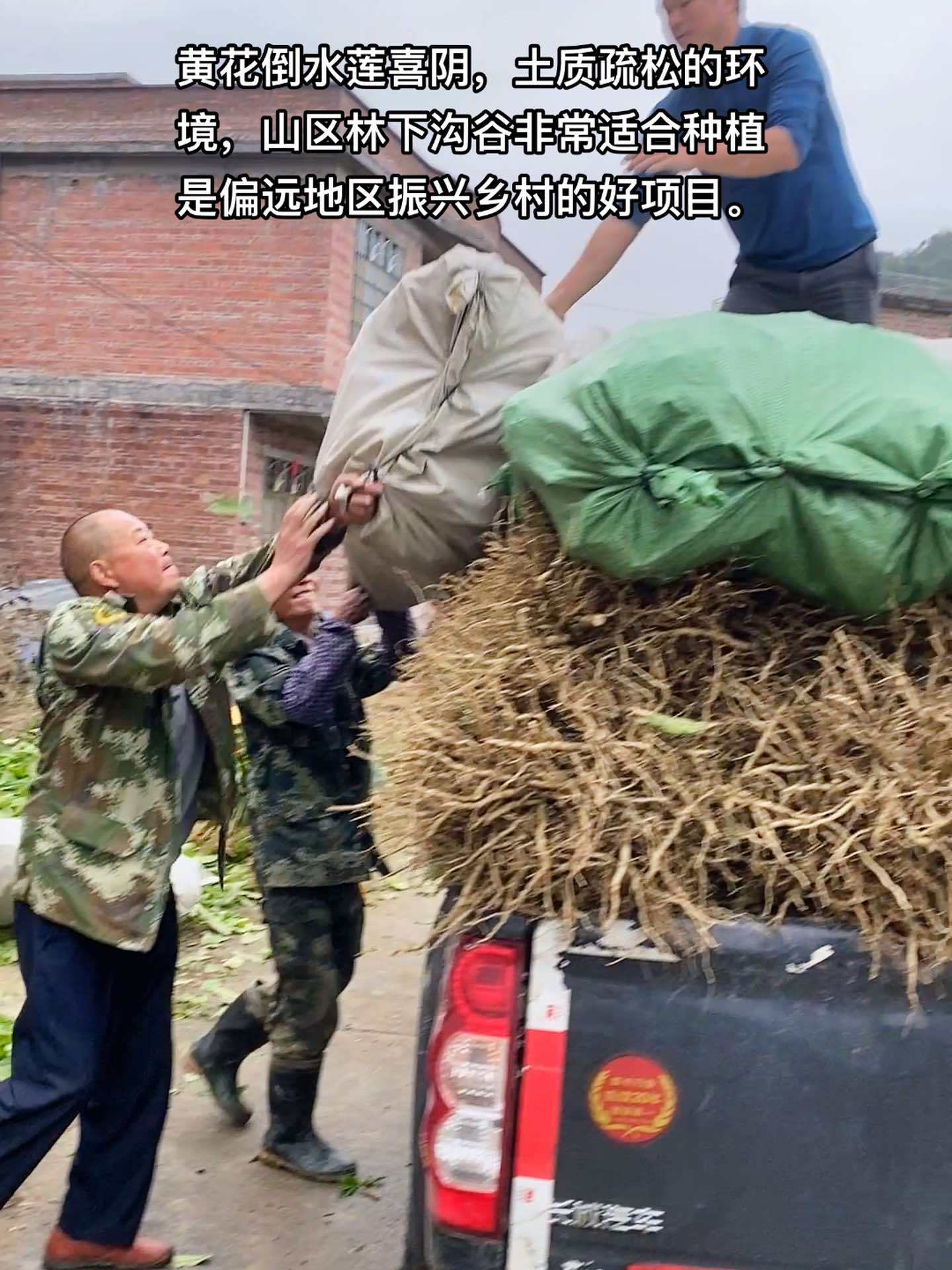 黄花倒水莲,因根部长像人参,故称为黄花参,常年可用根部煲汤,花和叶可以做茶饮。每天都记录我
